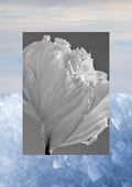 FLEUR DE GLACE