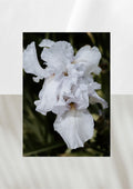 CANVAS PARFUM